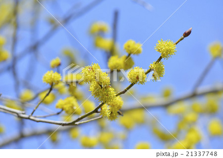 ダンコウバイ ダンコウバイ 21337748