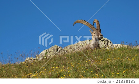 Male alpine ibex resting on a mountain meadow Male alpine ibex resting on a mountain meadow 21338135