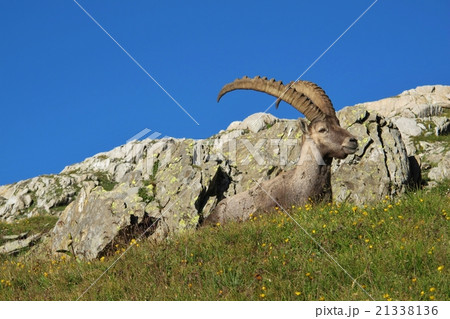 Alpine ibex lying on a meadow with wildflowers  21338136