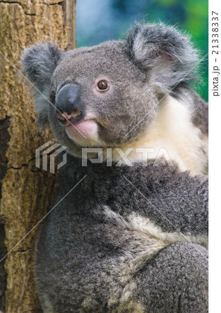 コアラ 21338337