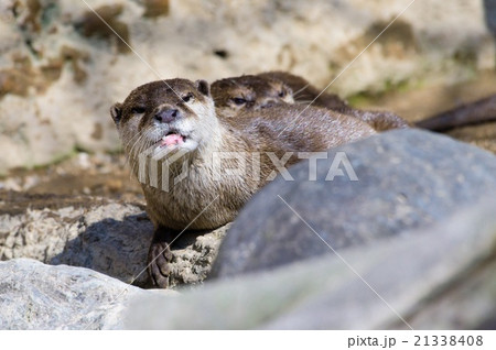 コツメカワウソ コツメカワウソ 21338408