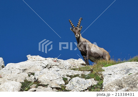 Young male alpine ibex looking down 21338431