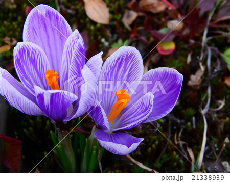 クロッカスの花 クロッカスの花 21338939