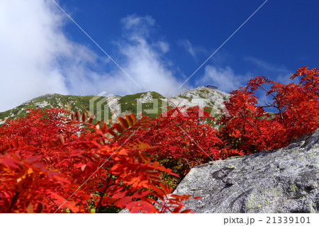 ナナカマド越しの雄山（立山室堂） 21339101