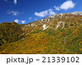 立山黒部アルペンルートの紅葉 21339102