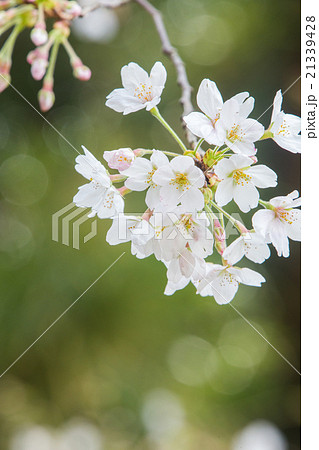 桜(ソメイヨシノ) 桜(ソメイヨシノ) 21339428