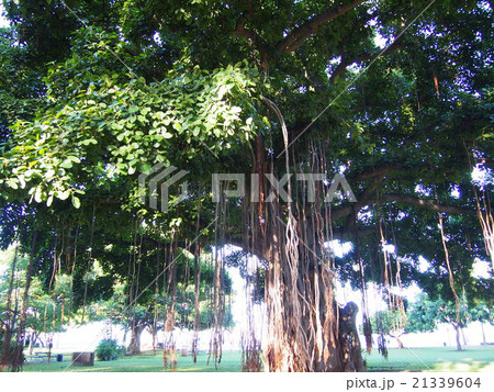 バニアンツリー 21339604