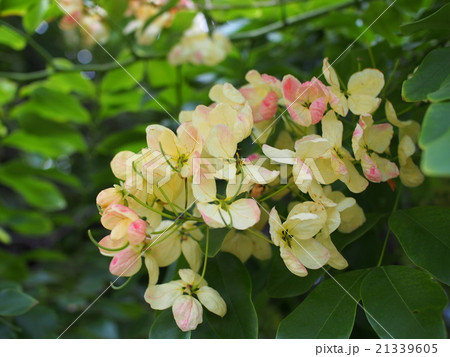 プルメリア 21339605