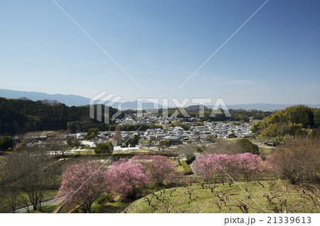 梅の花咲く飛鳥の里 石舞台 二上山遠望 梅の花咲く飛鳥の里 石舞台 二上山遠望 21339613