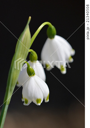 スノーフレーク(鈴蘭水仙) スノーフレーク(鈴蘭水仙) 21340508