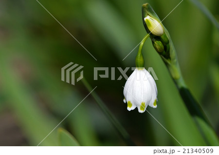 スノーフレーク（鈴蘭水仙） 21340509