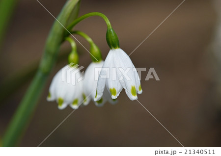 スノーフレーク（鈴蘭水仙） 21340511