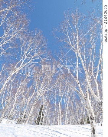 北海道の冬の森２ 白樺 の写真素材