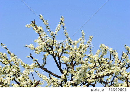 スモモの花 21340801