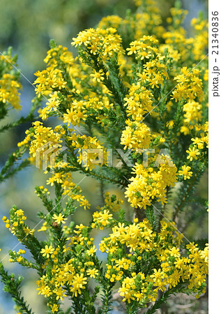 ゴールデンクラッカー 21340836