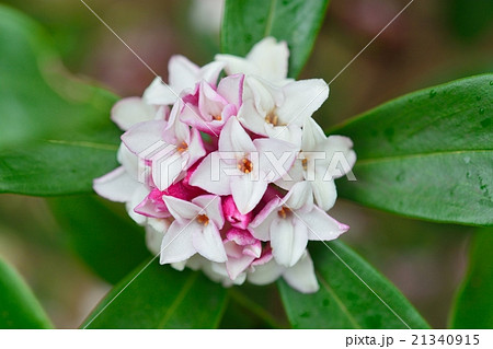 沈丁花 21340915