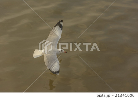 Flying Seagull  21341006
