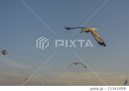 Flock of seagull  21341009