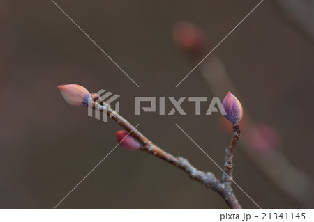 自然 植物 ヒュウガミズキ 冬芽は薄いピンク色 赤い花が咲きそうですが黄色い花が咲きますの写真素材