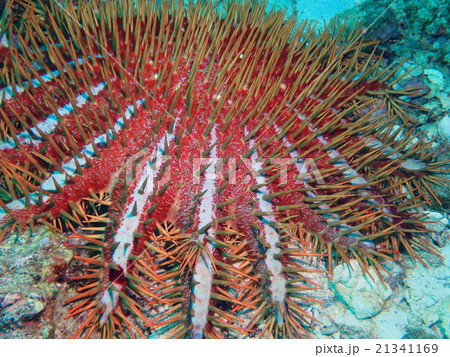 Crown of thorns Starfish 21341169