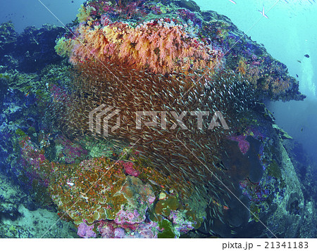 Glassfish 21341183
