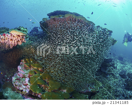 Glassfish 21341185