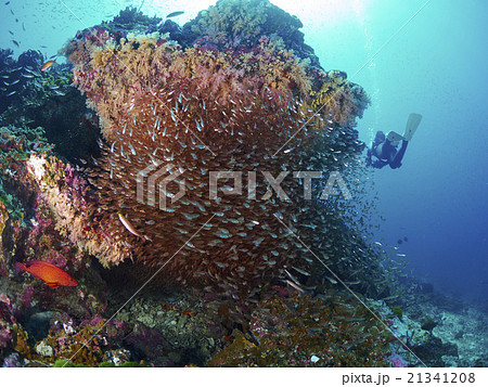 Glassfish 21341208