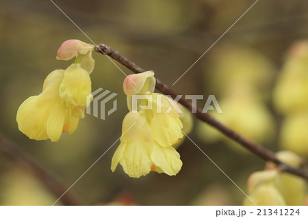 自然 植物 ヒュウガミズキ、トサミズキに比べて花の連なる段数が少なく二、三段です 自然 植物 ヒュウガミズキ、トサミズキに比べて花の連なる段数が少なく二、三段です 21341224