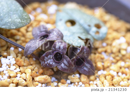 カンアオイ　寒葵　花　固有種　日本　植物 21341230