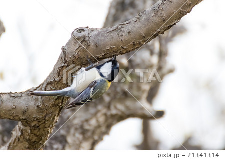 シジュウカラ 21341314