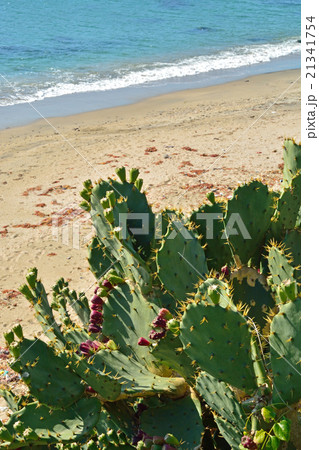 銚子散歩 サボテンの咲く浜 古藻浦の写真素材