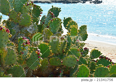 銚子散歩 サボテンの咲く浜 古藻浦の写真素材