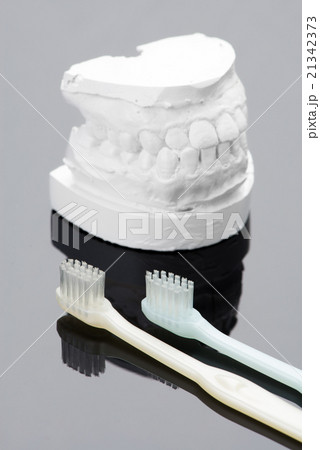 歯形模型と歯ブラシ 21342373