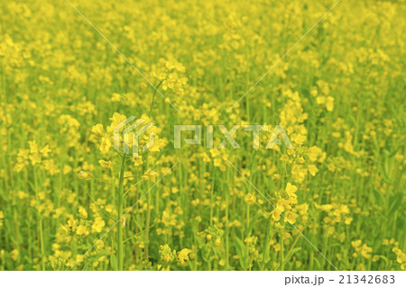 菜の花 21342683