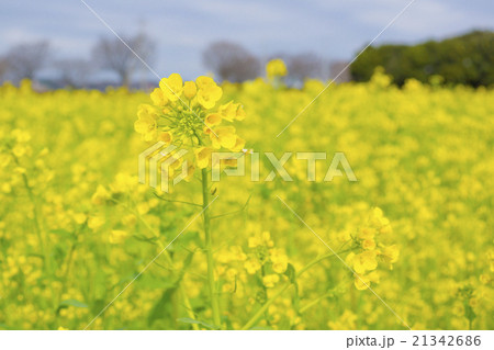 菜の花 21342686
