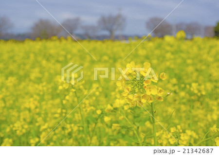 菜の花 21342687