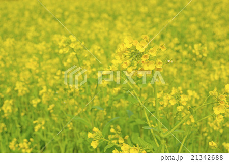 菜の花 菜の花 21342688
