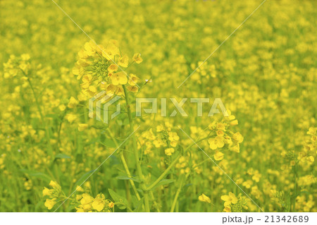 菜の花 21342689