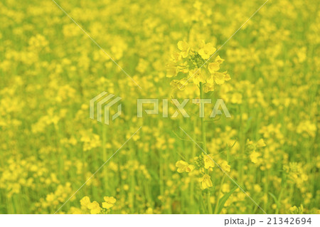菜の花 21342694