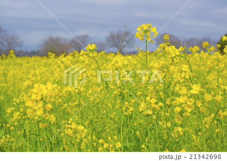 菜の花 21342698