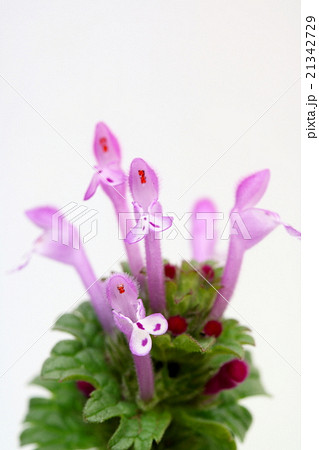 ホトケノザ 21342729