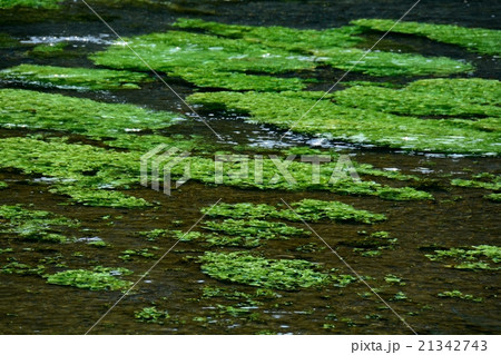 きれいな川 21342743