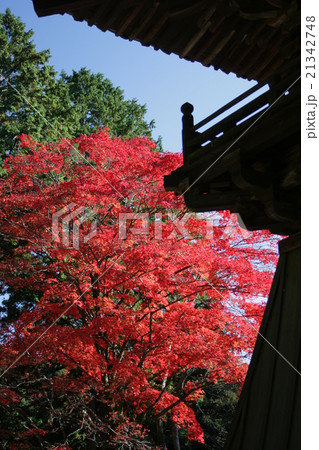 鐘楼の紅葉 21342748