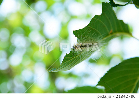 アメリカシロヒトリの幼虫 アメリカシロヒトリの幼虫 21342786