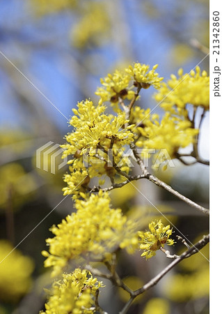 サンシュユの花 21342860