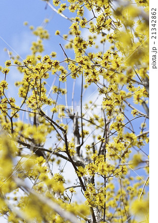 サンシュユの花 21342862