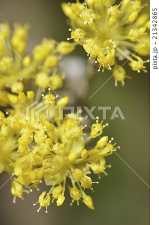 サンシュユの花 21342865