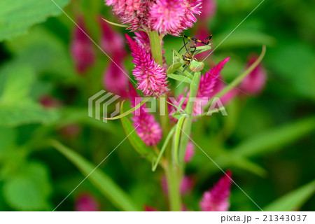 蜘蛛を食べるカマキリ 21343037