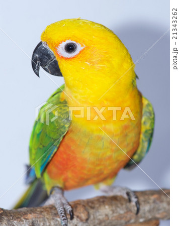 ナナイロメキシコインコ ナナイロメキシコインコ 21343262