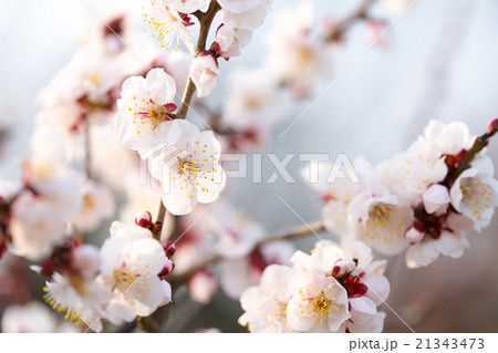 梅 品種 豊後梅 の写真素材